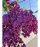 Edelflieder 'Andenken an Ludwig Späth' | Syringa vulgaris 'Andenken an Ludwig Späth'