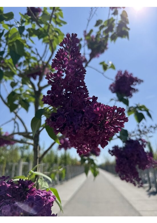 Edelflieder 'Andenken an Ludwig Späth' | Syringa vulgaris 'Andenken an Ludwig Späth'