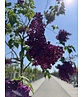 Edelflieder 'Andenken an Ludwig Späth' | Syringa vulgaris 'Andenken an Ludwig Späth'