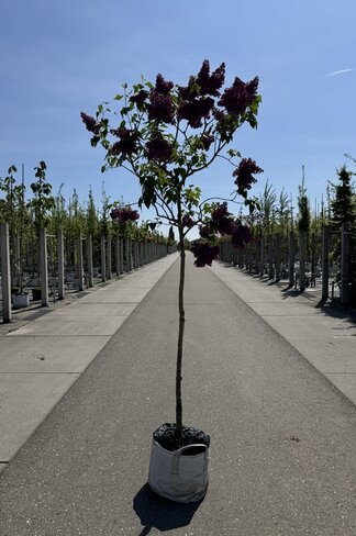 Edelflieder 'Andenken an Ludwig Späth' | Syringa vulgaris 'Andenken an Ludwig Späth'