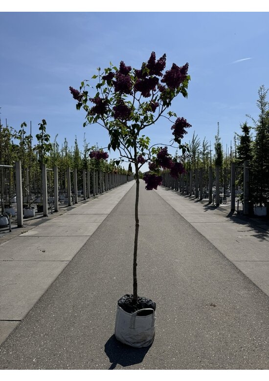 Edelflieder 'Andenken an Ludwig Späth' | Syringa vulgaris 'Andenken an Ludwig Späth'