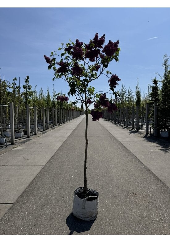 Edelflieder 'Andenken an Ludwig Späth' | Syringa vulgaris 'Andenken an Ludwig Späth'