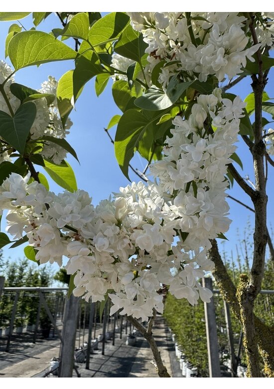 Edelflieder 'Madame Lemoine' | Syringa vulgaris 'Madame Lemoine'