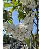 Edelflieder 'Madame Lemoine' | Syringa vulgaris 'Madame Lemoine'