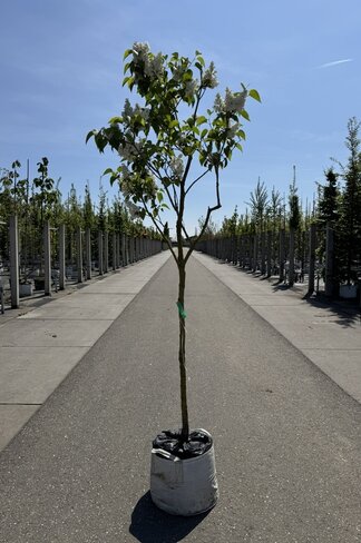 Edelflieder 'Madame Lemoine' | Syringa vulgaris 'Madame Lemoine' Edelflieder 'Madame Lemoine' | Syringa vulgaris 'Madame Lemoine'