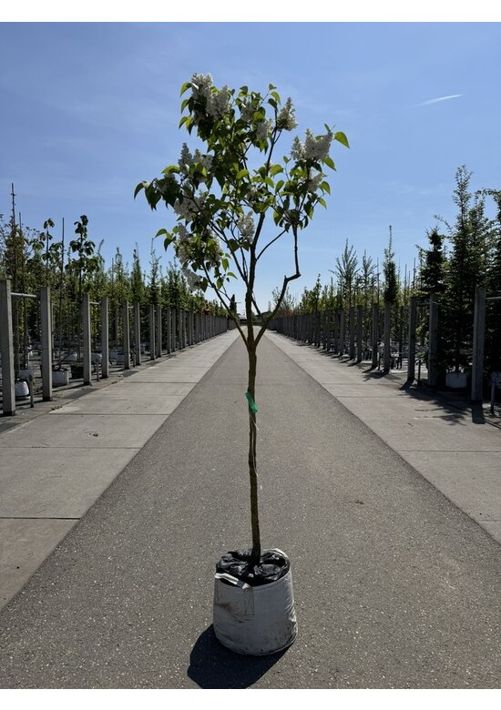 Edelflieder 'Madame Lemoine' | Syringa vulgaris 'Madame Lemoine'