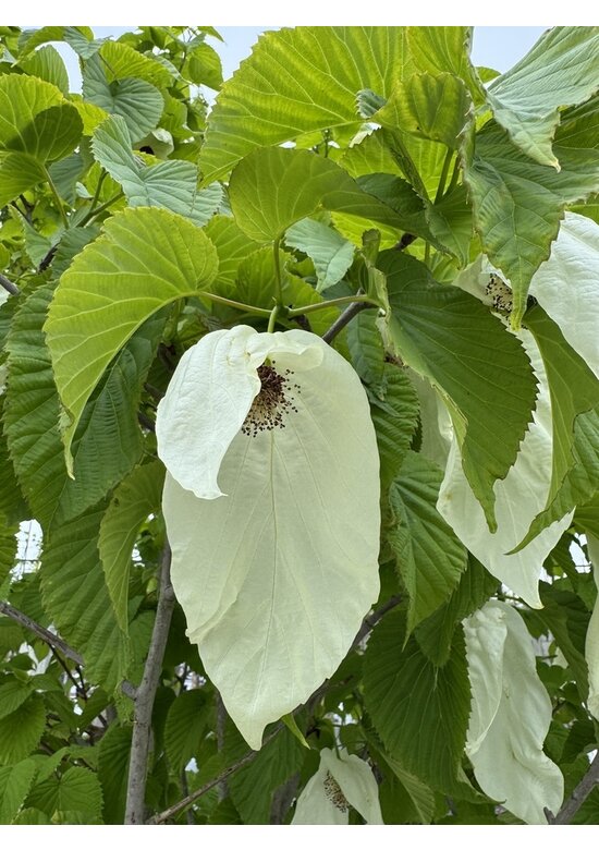 Taschentuchbaum | Davidia involucrata