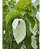 Taschentuchbaum | Davidia involucrata