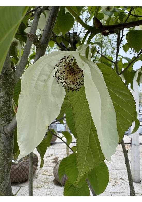 Taschentuchbaum | Davidia involucrata