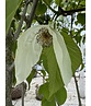 Taschentuchbaum | Davidia involucrata