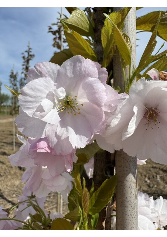 Japanische Säulenkirsche 'Amanogawa' | Prunus serrulata 'Amanogawa' Japanische Säulenkirsche 'Amanogawa' | Prunus serrulata 'Amanogawa'