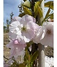 Säulenkirsche 'Amanogawa' | Prunus serrulata 'Amanogawa'
