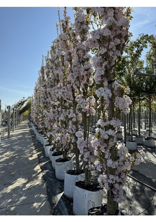 Japanische Säulenkirsche 'Amanogawa' | Prunus serrulata 'Amanogawa'