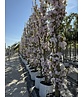 Japanische Säulenkirsche 'Amanogawa' | Prunus serrulata 'Amanogawa' Japanische Säulenkirsche 'Amanogawa' | Prunus serrulata 'Amanogawa'