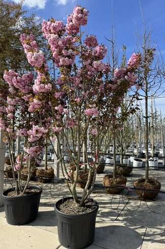 Japanische Nelkenkirsche 'Kanzan' - mehrstämmig | Prunus serrulata 'Kanzan'