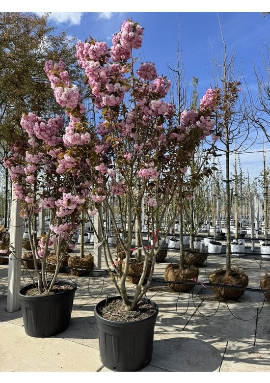 Japanische Nelkenkirsche 'Kanzan' - mehrstämmig | Prunus serrulata 'Kanzan'