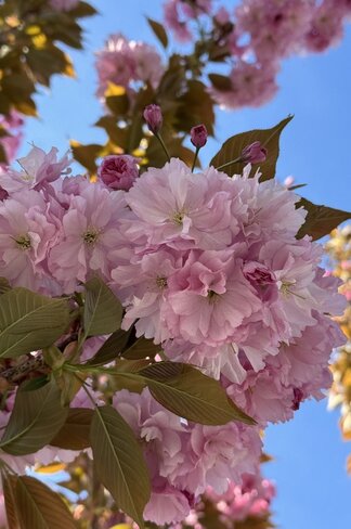 Japanische Nelkenkirsche 'Kanzan' - Mehrstämmig | Prunus serrulata 'Kanzan' Japanische Nelkenkirsche 'Kanzan' - Mehrstämmig | Prunus serrulata 'Kanzan'