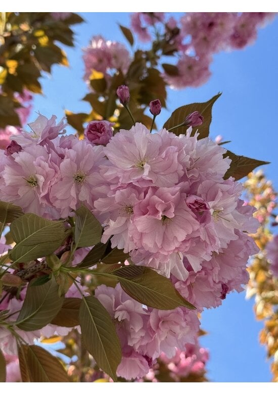 Japanische Nelkenkirsche 'Kanzan' - mehrstämmig | Prunus serrulata 'Kanzan'