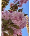 Japanische Nelkenkirsche 'Kanzan' - mehrstämmig | Prunus serrulata 'Kanzan'