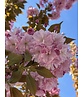 Japanische Nelkenkirsche 'Kanzan' - mehrstämmig | Prunus serrulata 'Kanzan'