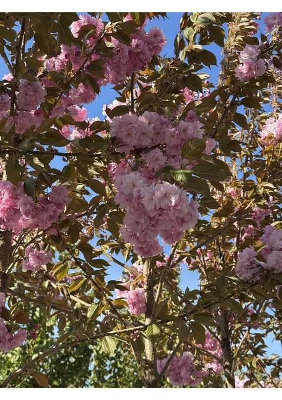 Japanische Blütenkirsche 'Kanzan' | Prunus serrulata 'Kanzan'
