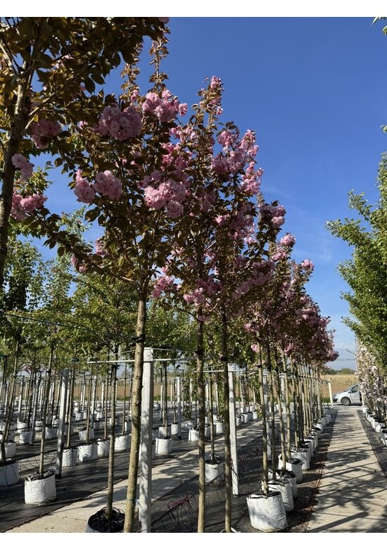 Japanische Blütenkirsche 'Kanzan' | Prunus serrulata 'Kanzan'