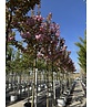 Japanische Blütenkirsche 'Kanzan' | Prunus serrulata 'Kanzan'