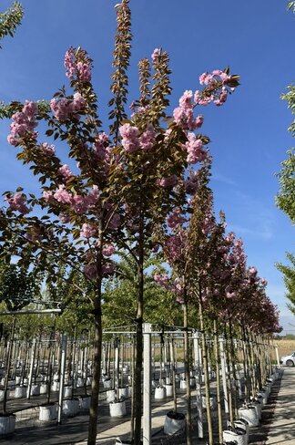 Japanische Blütenkirsche 'Kanzan' | Prunus serrulata 'Kanzan' Japanische Blütenkirsche 'Kanzan' | Prunus serrulata 'Kanzan'