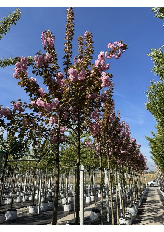 Japanische Blütenkirsche 'Kanzan' | Prunus serrulata 'Kanzan'
