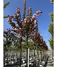 Japanische Blütenkirsche 'Kanzan' | Prunus serrulata 'Kanzan'