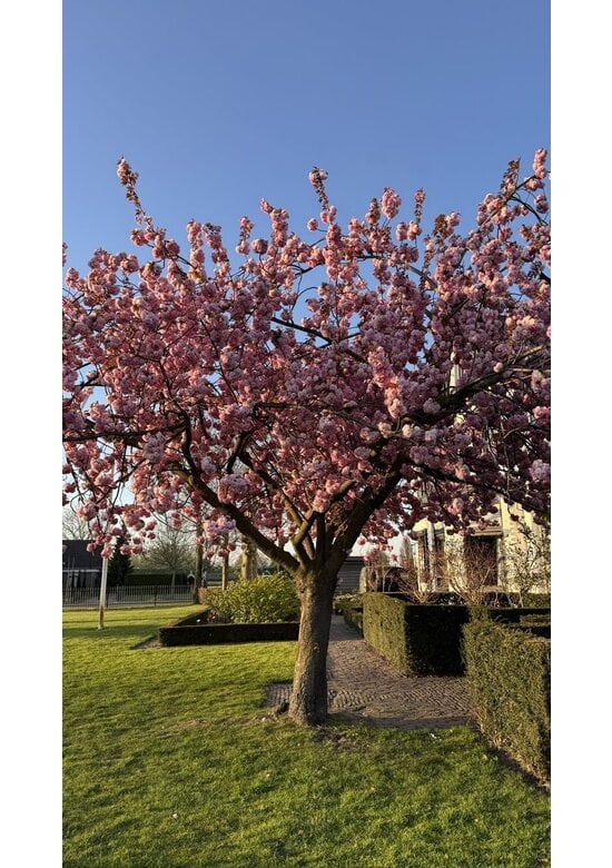 Japanische Blütenkirsche 'Kanzan' | Prunus serrulata 'Kanzan'