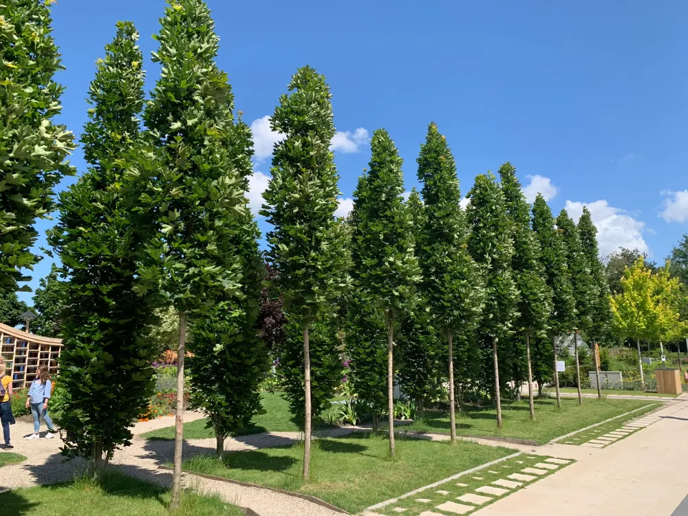 Säulenbäume im Garten
