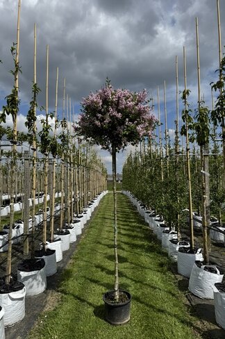 Zwergflieder 'Palibin' | Syringa meyeri 'Palibin'