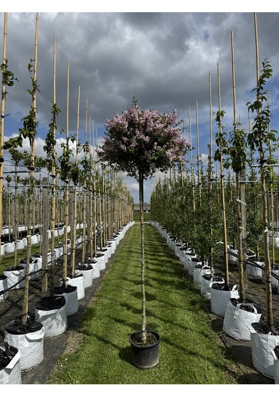 Zwergflieder 'Palibin' | Syringa meyeri 'Palibin'