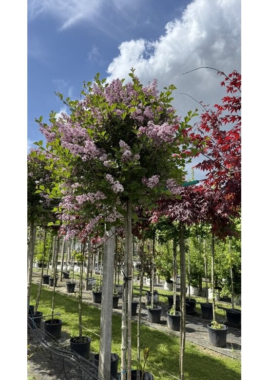 Zwergflieder 'Palibin' | Syringa meyeri 'Palibin'