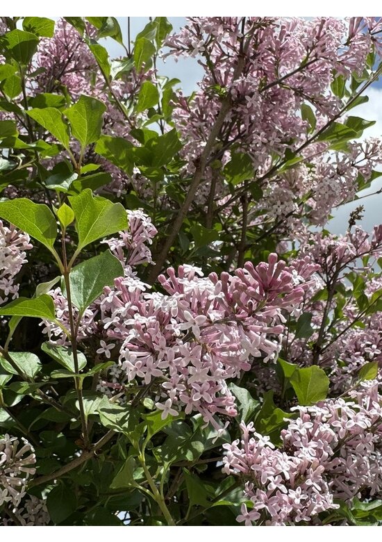 Zwergflieder 'Palibin' | Syringa meyeri 'Palibin'