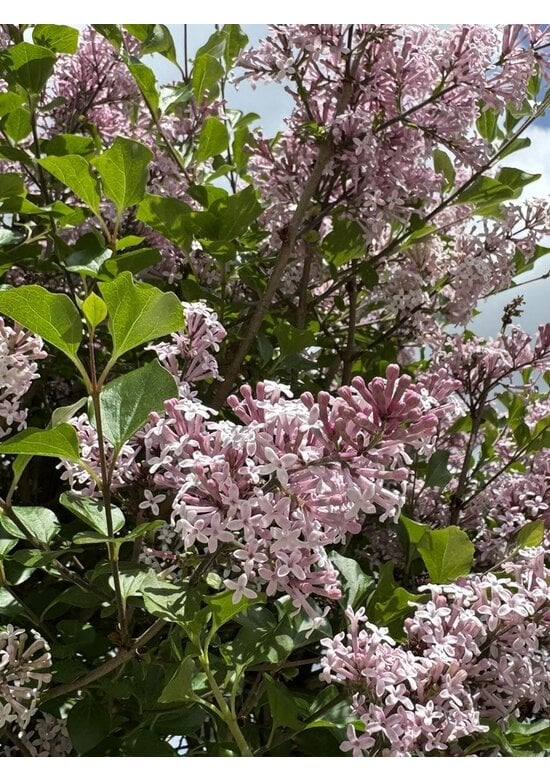 Zwergflieder 'Palibin' | Syringa meyeri 'Palibin'