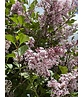Zwergflieder 'Palibin' | Syringa meyeri 'Palibin'