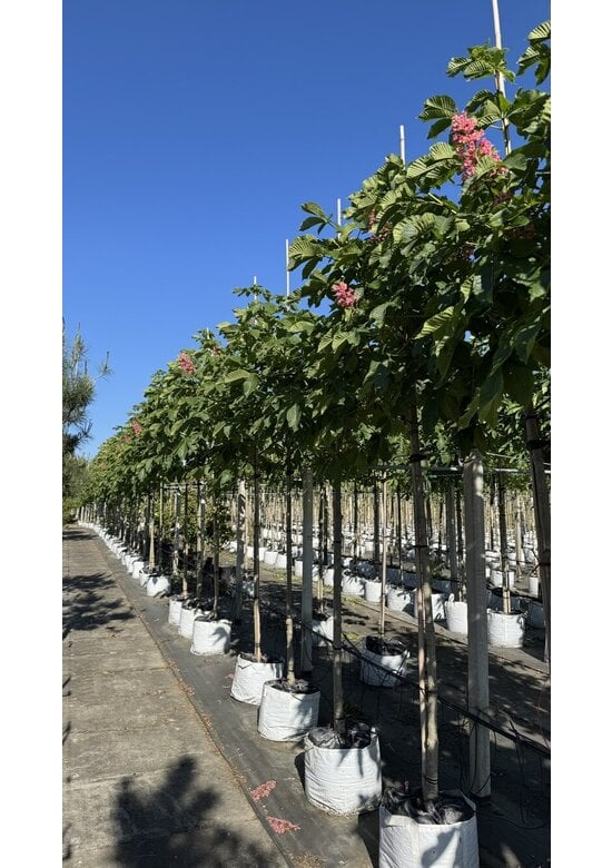 Rotblühende Edelkastanie - Rosskastanie 'Briotii' | Aesculus carnea 'Briotii'