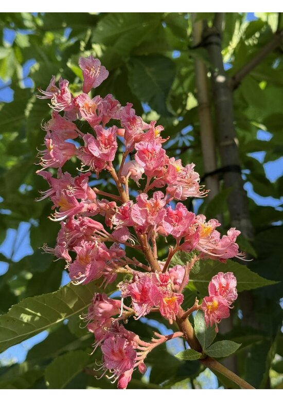 Rotblühende Edelkastanie - Rosskastanie 'Briotii' | Aesculus carnea 'Briotii'