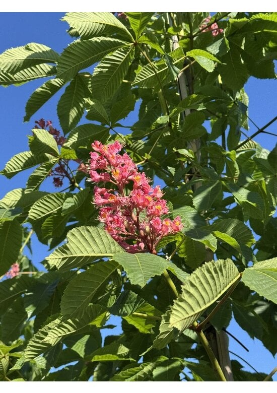 Rotblühende Edelkastanie - Rosskastanie 'Briotii' | Aesculus carnea 'Briotii'