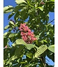 Rotblühende Edelkastanie - Rosskastanie 'Briotii' | Aesculus carnea 'Briotii'