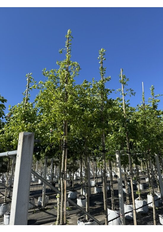 Wald-Tupelobaum - Schwarzer-Tupelobaum | Nyssa sylvatica