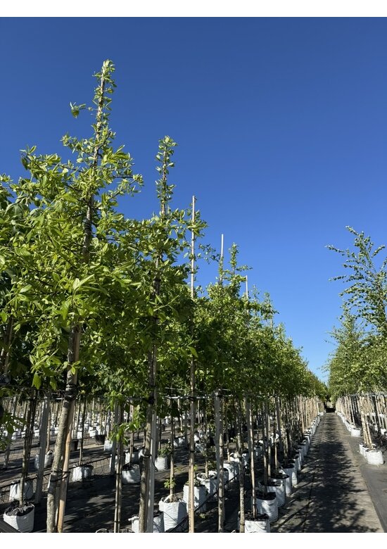 Wald-Tupelobaum - Schwarzer-Tupelobaum | Nyssa sylvatica