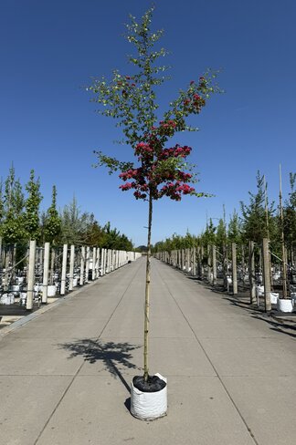 Echter Rotdorn 'Pauls Scarlet' | Crataegus media 'Pauls Scarlet' Echter Rotdorn 'Pauls Scarlet' | Crataegus media 'Pauls Scarlet'