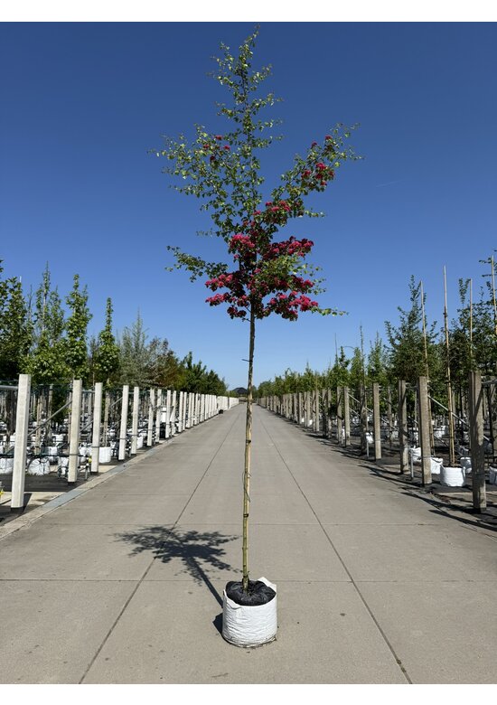 Rotdorn Baum | Crataegus media 'Pauls Scarlet'