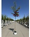 Echter Rotdorn 'Pauls Scarlet' | Crataegus media 'Pauls Scarlet'