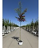 Rotdorn Baum | Crataegus media 'Pauls Scarlet'