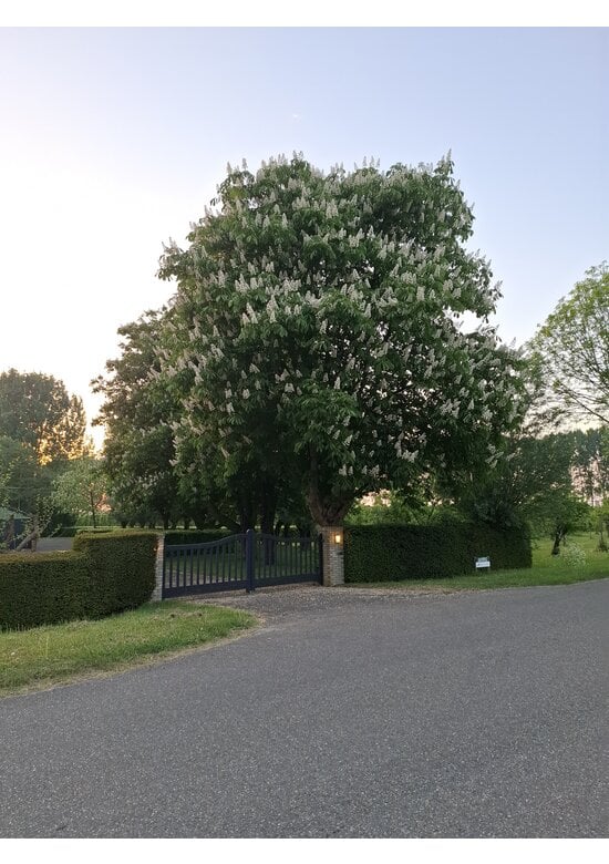 Gewöhnliche Rosskastanie | Aesculus hippocastanum