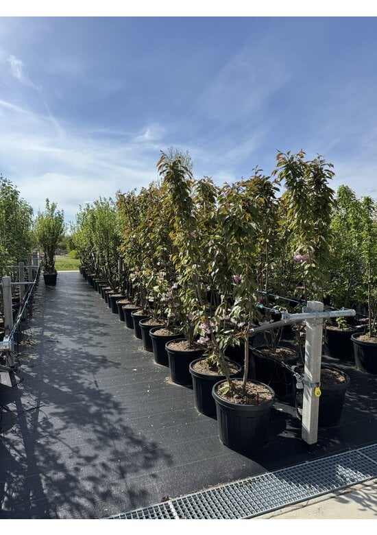 Japanische Nelkenkirsche 'Kanzan' - mehrstämmig | Prunus serrulata 'Kanzan'